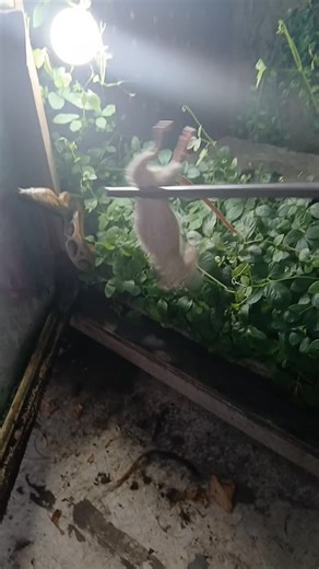 Andre Christanto on Instagram: "Blood python feeding #snake #exoticpets #snakefeeding #bloodpython #pythonbrongersmai"