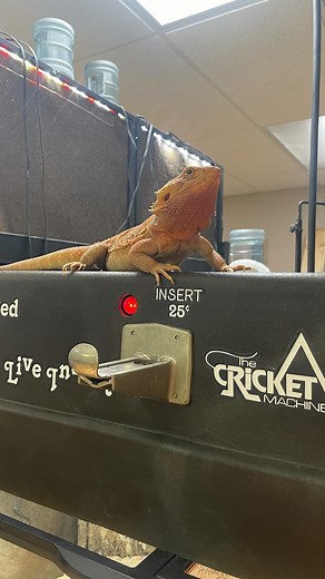 Zoo Med Laboratories, Inc. on Instagram: "The Cricket Machine! This might be the strangest reptile product ever made. The Cricket Machine was designed by Clyde Peeling of @reptiland_zoo for pet stores back in 1983 as a way to entertain customers and get them interested in reptile keeping. While you won't see anything like this in stores nowadays it was quite an interesting design nonetheless! If you would like to learn more about The Cricket Machine and other antique pet products, visit the Muse