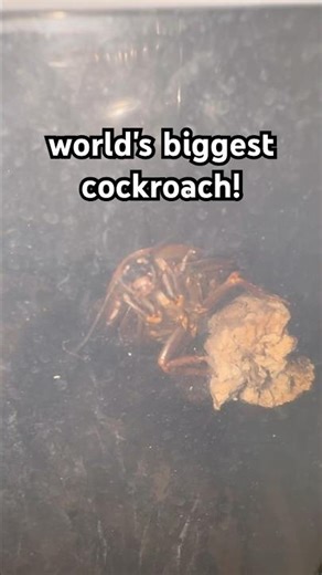 The world's biggest cockroach!😱So big it makes noise!💥#animals #cockroach #bugs #rock_n_insectes