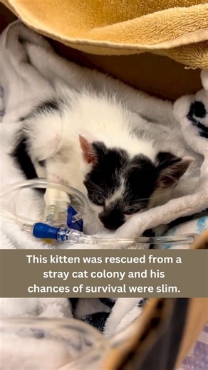 Meet Moo, the miracle kitten 🐾❤️. Found barely alive in a stray colony, he beat the odds thanks to Jessica’s love and care. Now, he’s thriving in his forever home! 🐱✨ See more @theswiftiekittens Full story on our YT channel: https://www.youtube.com/watch?v=b355puOLjT4 #straycats #rescuedcat #sheltercat #survivorkitten #blackandwhitecat #adoptedcat #adoptdontshop | Cats And Kittens