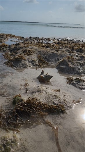 14K views · 187 reactions | Did you ever see a conch shell move? Wait for it!! . . #Conch #ConchShell #Shell #Shallow #Bahamas #RaggedIslands #SeaLife #LifeAtSea #SeaCreatures #Explore #Explorers #ExploreTheWorld #SailingAdventure #AlwaysLearning #SAilingFamily #SailingLife #OurJourney #FollowThe5un #FollowYourDreams | Follow the 5un | Facebook