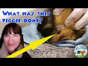 Here's how to treat an Abyssinian guinea pig female with cyst and abscess