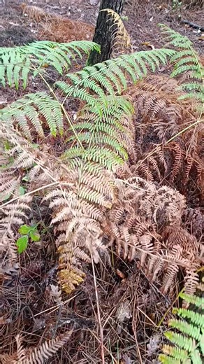 NPS - North Portugal Fishing (@northportugalfishing)’s videos with Taste (feat. Offset) - Tyga