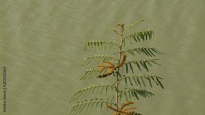 A closeup daylight shot of a honey locust tree with its branches, leaves, and brown seed pods swaying in the wind in a background of flowing muddy river water.