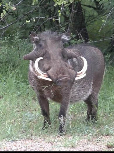 964K views · 7K reactions | boar#wildanimals #animalworld #animals #boar | Animal World | Facebook