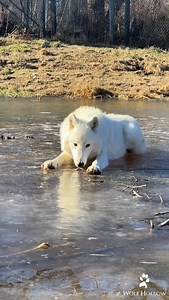 Visitors: Are you worried that the wolves will get cold in these winter months? Do you take them inside? Togo: Enjoying his own personal giant pondsicle (see what we did there?) Wolves will be wolves. We’re poking fun a bit, but in all seriousness, our wolves do have den boxes filled with shavings for warmth inside each enclosure! However, wolves can stay warm in temps as low as -50 degrees Fahrenheit and have no problem braving the elements. # 📷 @sabrinahowls ___________________________ @wolf_