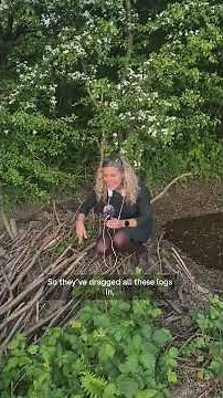 London turns to beavers for flood-control