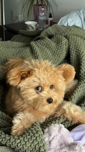 Pomapoo pup shows his funny irritated side