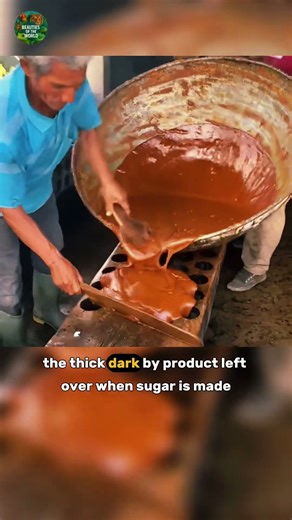 Why Do Cows Eat Molasses? 🐄⚫😱