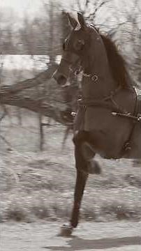 Mid Ohio Memorial Trotting Sale Hype Video 2 | #standardbred #usta