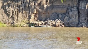 A large croc's days of lazing in the Fitzroy River are numbered, with a floating trap set to catch the monster. Wildlife officers detected several other crocs during spotlight surveys, but this one is too big - and too close for comfort. 7NEWS at 6pm. More local news: 7news.com.au/news/central-queensland #7NEWS | 7NEWS Central Queensland