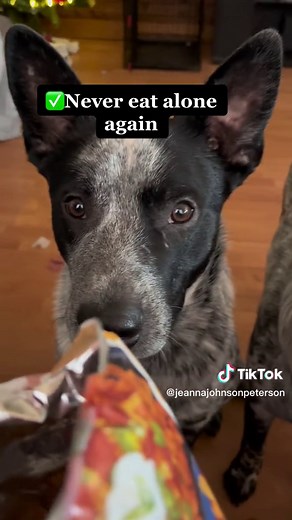 Essential Guide to Blue Heeler Traits and Care