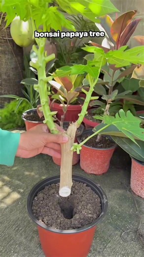 Bonsai Papaya Tree Care and Growing Tips