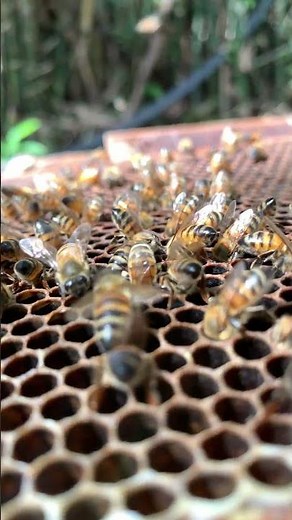 Who Gets the Goods? Watch Bees Fight Over the Best Honey