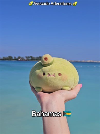 Avocado Adventures: Exploring the Caribbean Islands