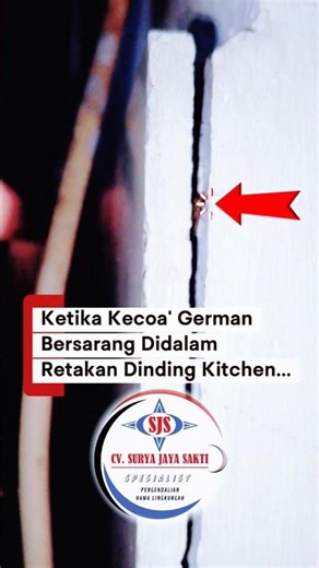 SERANGGA SATU INI PENGUASA SEGALA TEMPAT...