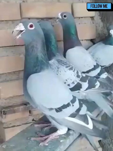 #foryoupagereels #racing #fb #viralchallenge #viralreelsfb #tiger #pigeon 🕊️🕊️ | Mian Nadeem Iqbal