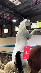 22K views · 49 reactions | #horselove #horsebackriding #horsephotography #horseofinst #horselove #horsebackriding #horsephotography #horseofinstagram #horselover #horsesofinstagram #horselifeagram | Bradleya | Facebook