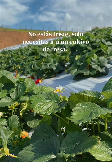 PLT_PLANTS (@plt_plants)’s videos with sonido original - PLT_PLANTS