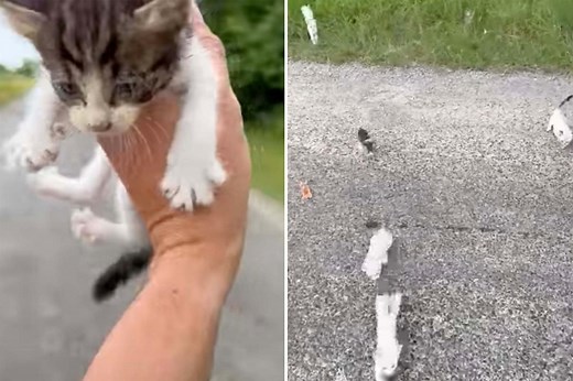 Kind-hearted man saving a kitten in the road gets ambushed by an entire pack of them