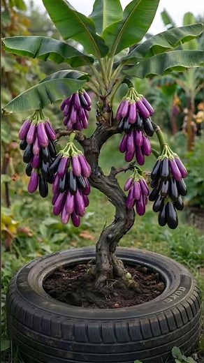 how to grow eggplant #shorts #viral #youtubeshorts #trending