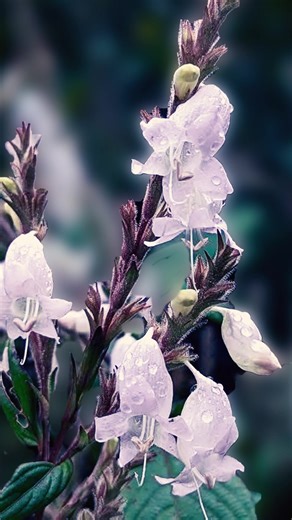 1.5K views · 216 shares |  Nelu Flower | නෙළු මල | Horton Plains Sri...