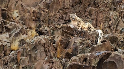 Survival of snow leopard populations 'precarious,' researchers say. Here's why