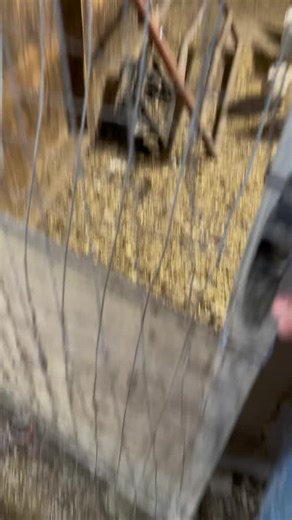 The Giant African Goose Breed for Farming