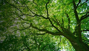 Mind Body Medicine - Entspannungsübungen bei Krebs