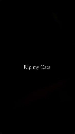 Straight Piping and Dynotech Tuning: A Car Upgrade