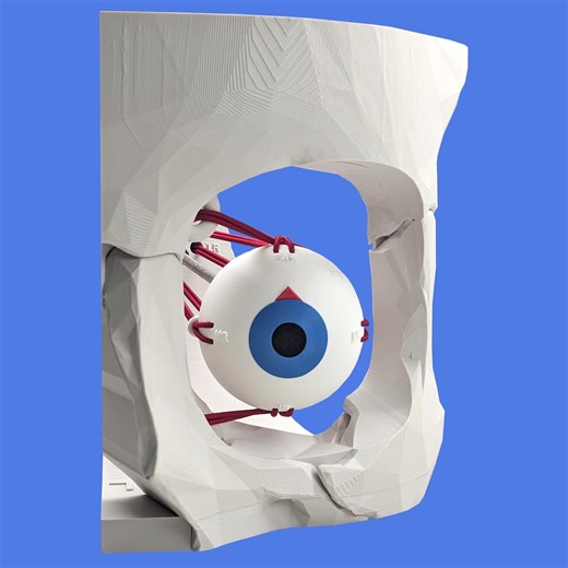 Dynamic Extraocular Muscle Simulator - Etsy