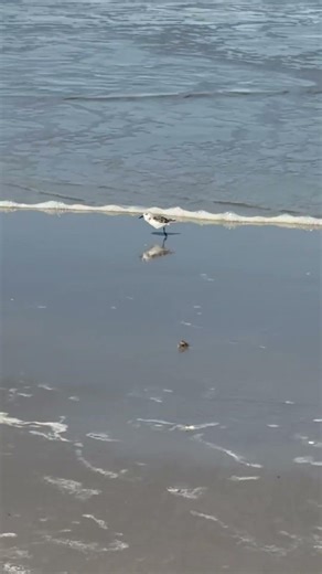 Enjoy your evening as much as this little one legged baby is! #seagull #monday #relaxingsounds