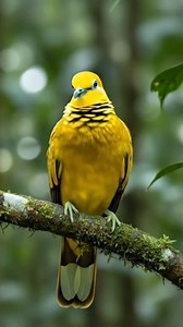 27K views · 1.6K reactions |  A Bird Made of Gold? The Stunning...