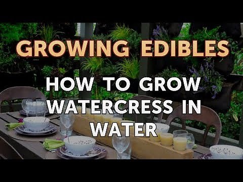 How to Grow Watercress in Water