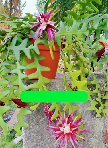15K views · 87 reactions | Your Fishbone Cactus is beautiful, but why won't it bloom?!  You're making one simple mistake. 狼 Find the 5 tricks to fast flowers in the comments! | Easy planting Tips | Facebook