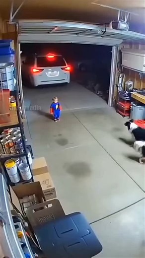 2026 on Instagram: "Dog Saves Child on Rainy Driveway in Seattle Seattle, Washington – November 29, 2025 Poor visibility and rain set the stage for a near-tragedy in Seattle. A driver was backing into a garage, unaware a child had slipped out the back door. The rain obscured the camera view, but the family dog was on alert. The animal raced through the puddles, grabbing the child’s coat and pulling them sideways. The car’s tire splashed through a puddle exactly where the child had been standing.