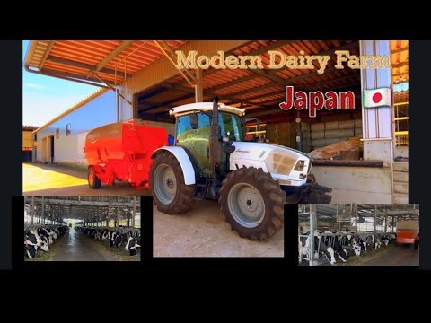 Modern Dairy Cattle Farm in Japan 🇯🇵🇺🇬edrin kalema