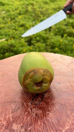 Pesona atjeh on Instagram: "👏 knife sharpness test for cutting mini coconuts #coconut #reelsviralシ #asmr #cuttingskills"