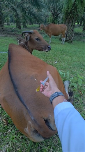 Injecting a sick and weak Bali cow #reels