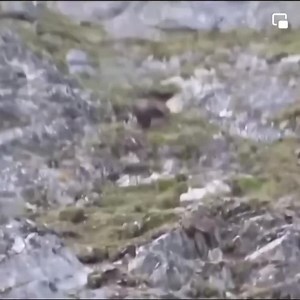 Bear falls off cliff