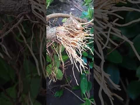 Cangkok beringin dollar tanpa media / teknik kerat