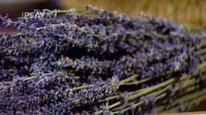 Pěstování levandule a možnosti jejího zpracování