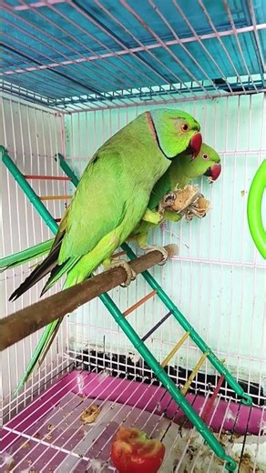 Parrot poem for kids 🦜 Main tota main tota #parrot #youtubeshorts #birds #birdlives #birdsinging