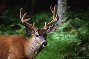 North Carolina Hunting Seasons for this Year -