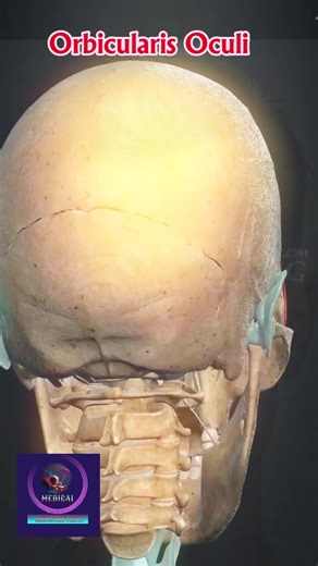 Meet the Orbicularis Oculi Muscle. #OrbicularisOculi #EyeMuscle #AnatomyAnimation #HumanAnatomy #MedicalAnimation #Blinking #Squinting #FacialMuscles #AnatomyLearning #AnatomyEducation #MedicalStudents #AnatomyExplained #3danimation #foryou #youtubemedical #anatomyvideos #foryou #facebookmedical | Medical Animation Media