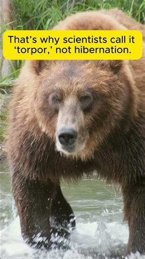 Fun Facts about Brown Bears