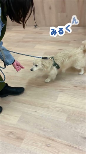 11ecole 今日は「#えことれ」は興奮していざという時、止められないかもと不安パピーパーティーをご紹介