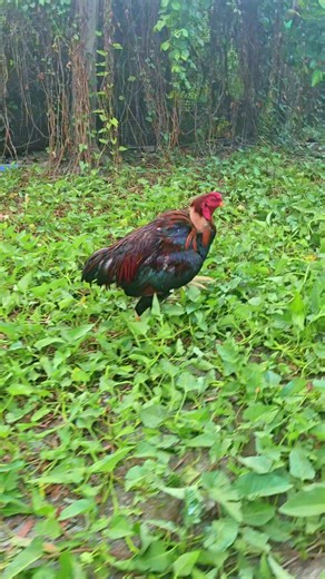 Video của TOM.BOY 2024 (@tom.boy.2024) với bản nhạc âm thanh gốc😜 - Bé Yêu🧋