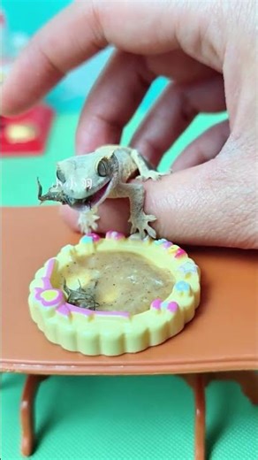 Do you still remember Xiaoba#Pet climbing#Jie Jiao guards the palace#Pet#Shougong#Cute pet