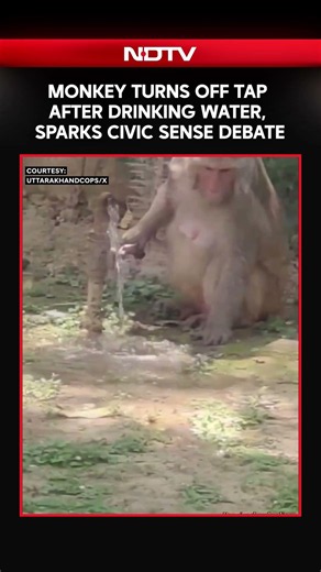 Monkey Turns Off Tap After Drinking Water, Sparks Civic Sense Debate